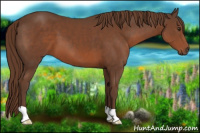 Horse Color:Liver Chestnut 