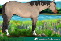 Horse Color:Brown Dun