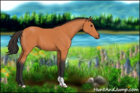 Horse Color:Bay 