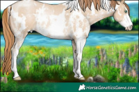 Horse Color:White Spotted Smoky Black Pearl Sabino Rabicano 