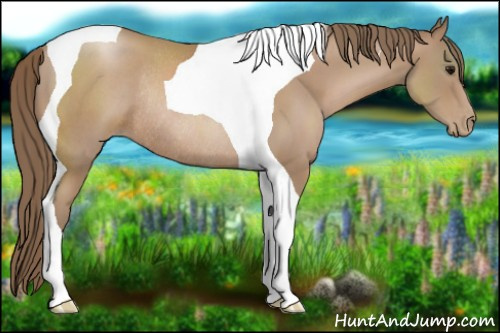 Horse Color:Black Pearl Tobiano Rabicano