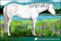Horse Color:Classic Champagne Sabino Appaloosa 