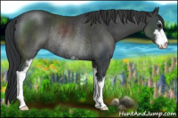 Horse Color:Black Sabino Rabicano 