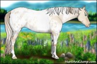 Horse Color:White Spotted Chocolate Palomino Pearl Dun Appaloosa 