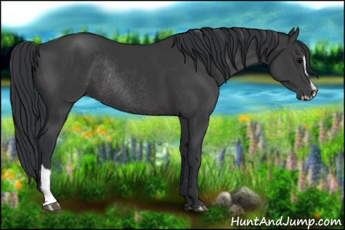 Horse Color:Black Sabino Rabicano 