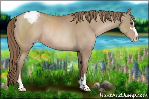 Horse Color:Black Pearl Sabino Appaloosa Rabicano 