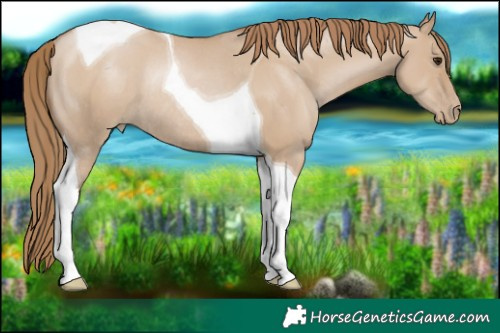 Horse Color:Grullo Pearl Tobiano Rabicano