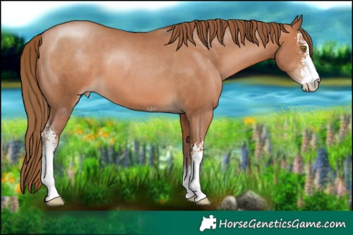 Horse Color:Brown Pearl Sabino 