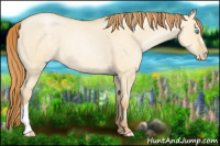 Horse Color:Buckskin Pearl Dun 