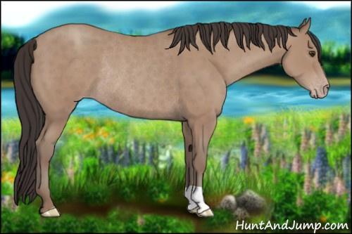 Horse Color:Classic Champagne Rabicano 