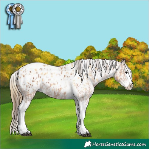 Horse Color:Bay Splash Tobiano Appaloosa  and Buckskin Splash Tobiano Appaloosa 