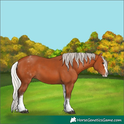 Horse Color:White Spotted Silver Bay Splash 