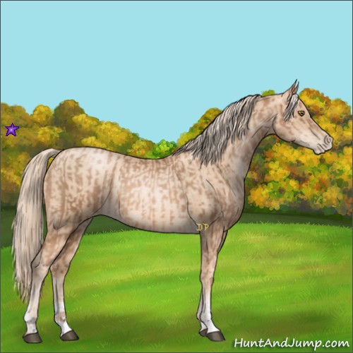 Horse Color:Liver Chestnut Pearl Rabicano and Gold Champagne Pearl Rabicano