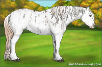 Horse Color:Liver Chestnut Sabino Splash Appaloosa  and Liver Chestnut Sabino Splash Appaloosa 