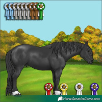 Horse Color:Black 