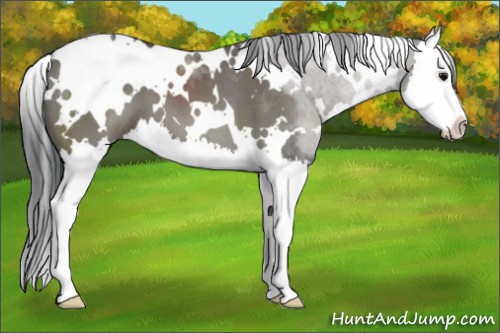 Horse Color:White Spotted Grullo Roan Splash 