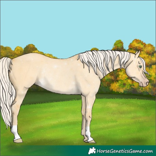 Horse Color:Silver Amber Cream Champagne Dun Rabicano 