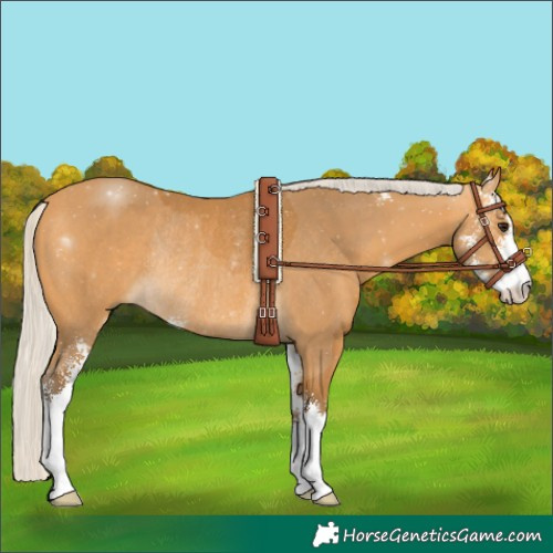 Horse Color:Silver Buckskin Sabino Rabicano 