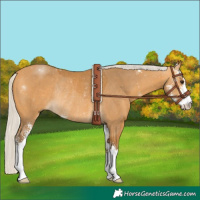 Horse Color:Silver Buckskin Sabino Rabicano