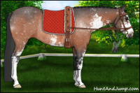 Horse Color:Bay Sabino Rabicano 