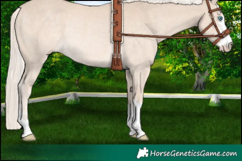 Horse Color:Cremello Rabicano 