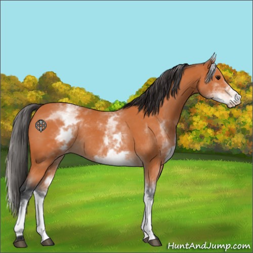 Horse Color:White Spotted Bay Appaloosa Rabicano 