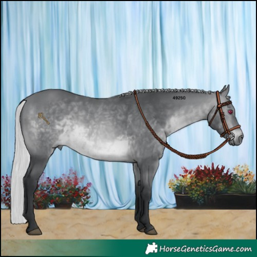 Horse Color:Silver Brown Chinchilla 