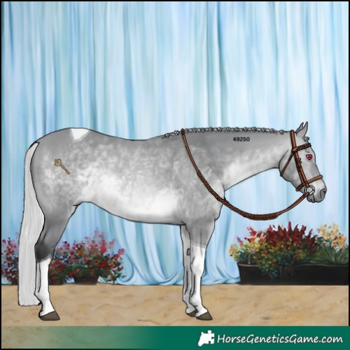 Horse Color:Silver Bay Chinchilla Tobiano 