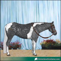 Horse Color:Silver Black Chinchilla Tobiano 