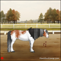 Horse Color:White Spotted Bay 