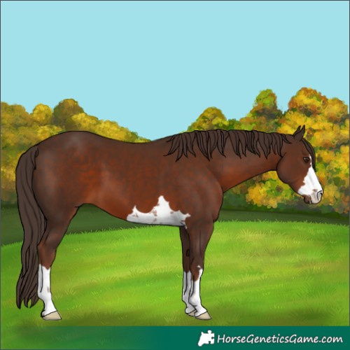 Horse Color:Liver Chestnut 