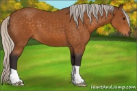 Horse Color:Silver Buckskin 
