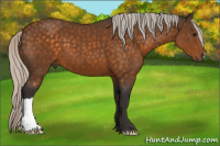 Horse Color:Silver Buckskin 