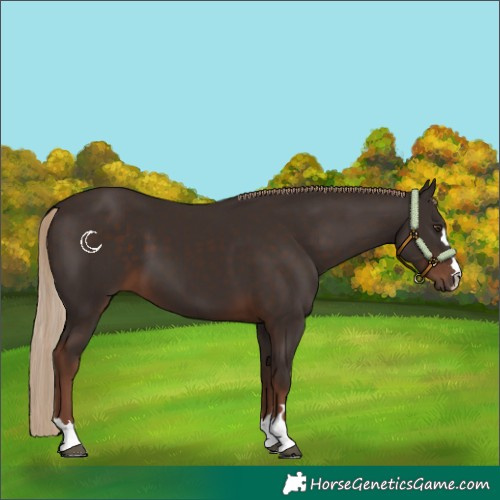 Horse Color:Liver Chestnut 