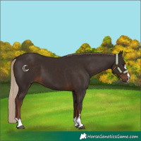 Horse Color:Liver Chestnut 
