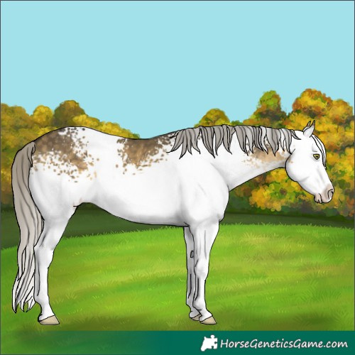 Horse Color:White Spotted Silver Buckskin Dun Mushroom Splash 