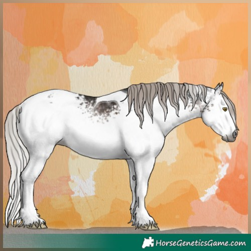 Horse Color:Gray White Spotted Silver Brown Tobiano Appaloosa Rabicano 