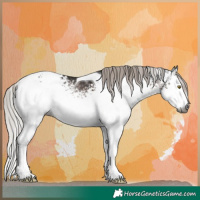 Horse Color:Gray White Spotted Silver Brown Tobiano Appaloosa Rabicano 