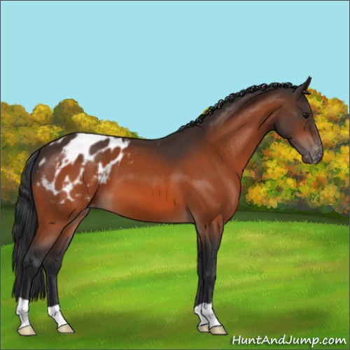 Horse Color:Bay Appaloosa 