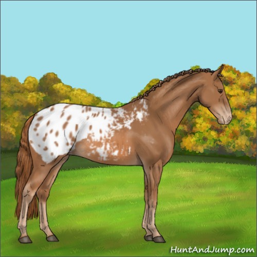 Horse Color:Chestnut Appaloosa 