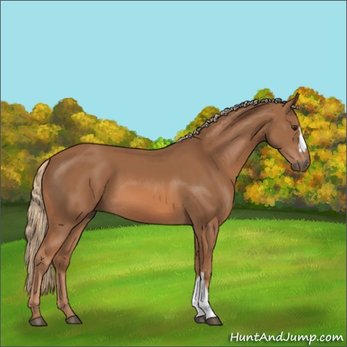 Horse Color:Chestnut 