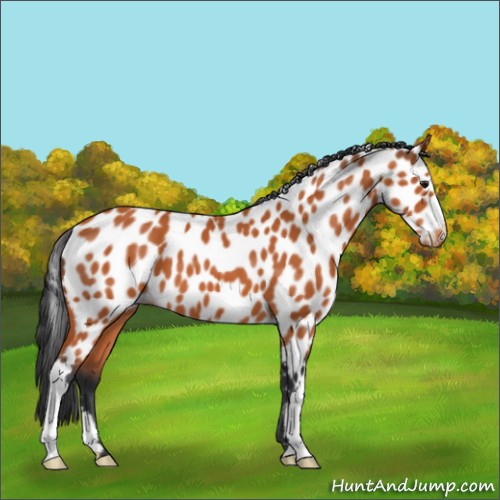 Horse Color:Bay Appaloosa 