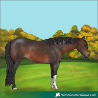 Horse Color:Brown 