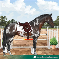 Horse Color:White Spotted Brown 