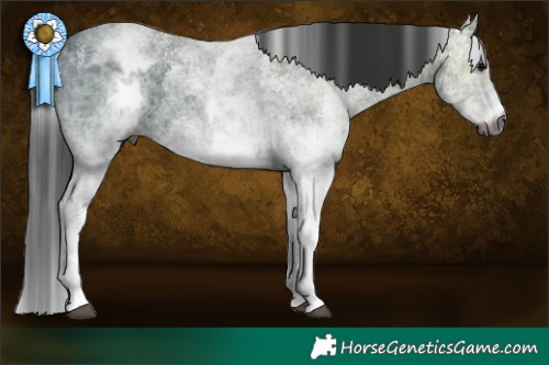 Horse Color:Gray White Spotted Black Ice  Brindle