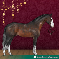 Horse Color:White Spotted Brown 