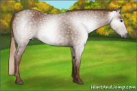 Horse Color:Gray Chestnut 