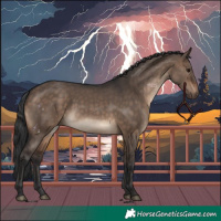 Horse Color:Brown Dun