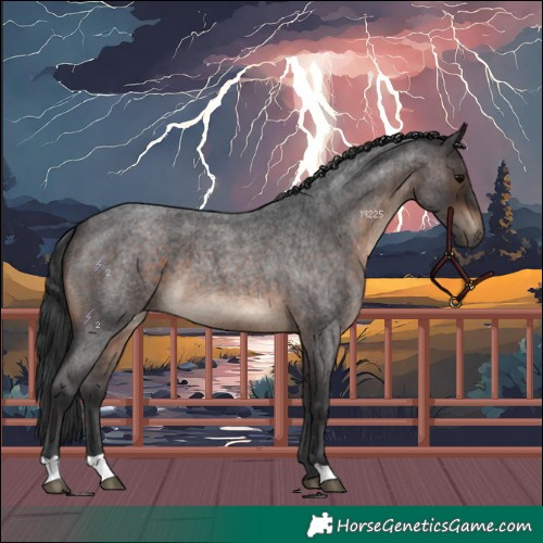 Horse Color:Brown Roan 