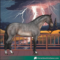 Horse Color:Brown Roan 